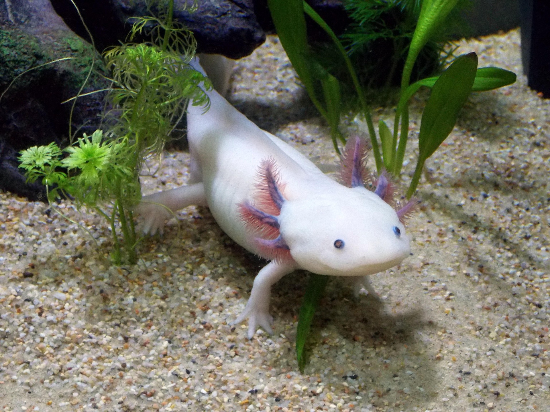 Little Guy